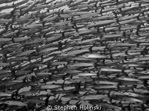 Wall of Barracuda.  Canon G10, Sea and Sea Strobes.  Tubb... by Stephen Holinski 